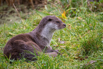 European otter in the nature park of Lelystad