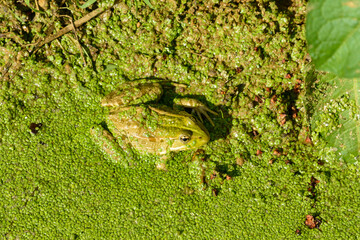 Grenouille rieuse, Pelophylax ridibundus, Lentille d'eau, Lemna minor