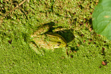 Grenouille rieuse, Pelophylax ridibundus, Lentille d'eau, Lemna minor