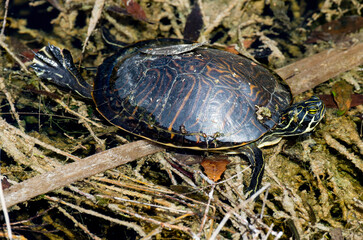 Tortue de Floride, Trachemys scripta elegans