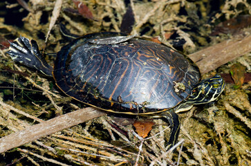 Tortue de Floride, Trachemys scripta elegans