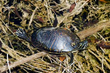 Tortue de Floride, Trachemys scripta elegans