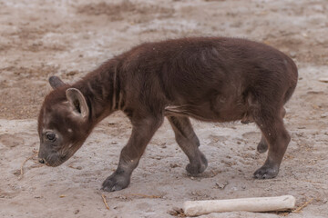 hyena cub in Amboseli NP