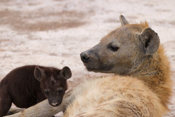hyena cub with its mother in Amboseli NP