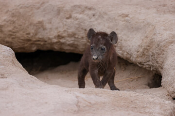 hyena cub at the entrance of a hyena den