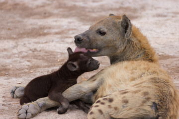 hyena cub with its mother in Amboseli NP