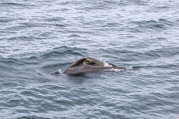 In the waters off Andenes, a pilot whale (Globicephala melas) calf stays close to its mother, their movements rippling through the silvery sea. Lofoten Islands, Norway