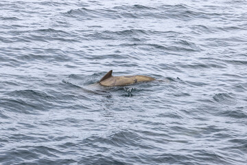 Fototapeta premium An old pilot whale, bearing the scars of oceanic encounters, gracefully navigates the Andenes waters of the Lofoten Islands, Norway.