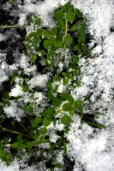 Four Leaf Clovers Covered in Snow