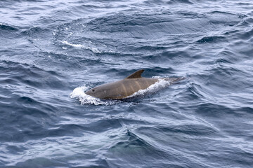 Naklejka premium Off the coast of Lofoten, Norway, a young pilot whale calf breaks the ocean's surface, its dark silhouette a contrast against the swirling sea