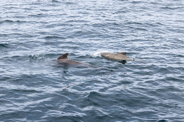 Fototapeta premium A pilot whale calf shadows its vigilant mother amidst the undulating waves of the Norwegian Sea, near the majestic Lofoten Islands