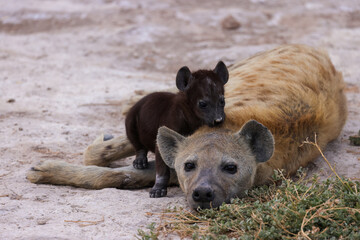 baby hyena with mother in Amboseli NP