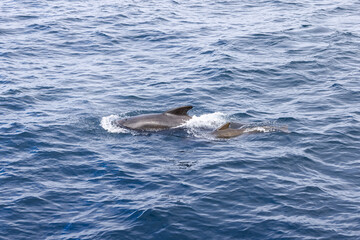 Fototapeta premium A pilot whale mother and her calf surge forward, leaving frothy trails in the deep blue, textured waters of the Norwegian Sea