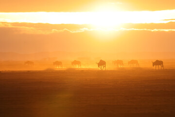 silhouette of a herd of wildebeests at dusty dawn in Amboseli NP - obrazy, fototapety, plakaty