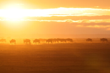 silhouette of a herd of wildebeests at dusty dawn in Amboseli NP