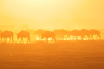 Fototapeta na wymiar silhouette of migrating wildebeests in the orange morning dust of Amboseli NP