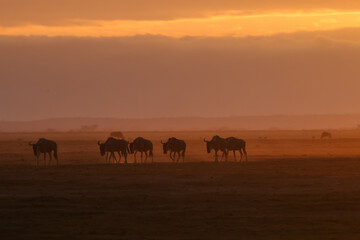 silhouette of a herd of wildebeests at dusty dawn in Amboseli NP