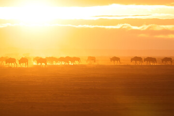 silhouette of a herd of wildebeests at dusty dawn in Amboseli NP