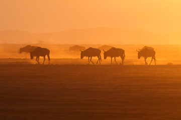 Fototapeta na wymiar silhouette of a herd of wildebeests at dusty dawn in Amboseli NP