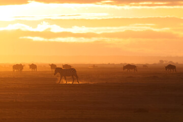 Fototapeta na wymiar silhouette of a herd of wildebeests at dusty dawn in Amboseli NP
