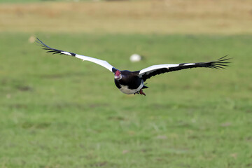 a flying spur-winged goose in Amboseli NP
