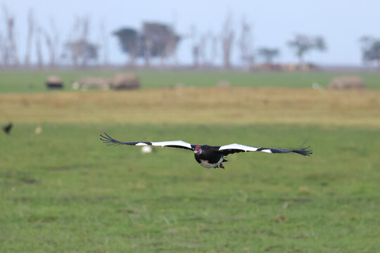 a flying spur-winged goose in Amboseli NP