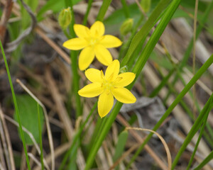 Hypoxis hirsuta (Yellow Star-grass) Native North American Wildflower