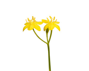 Hypoxis hirsuta (Yellow Star-grass) Native North American Wildflower Isolated on White Background