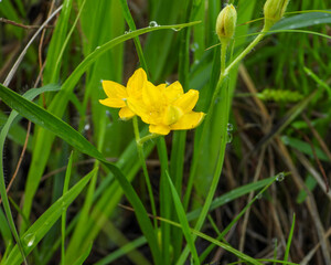 Hypoxis hirsuta (Yellow Star-grass) Native North American Wildflower