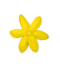 Hypoxis hirsuta (Yellow Star-grass) Native North American Wildflower Isolated on White Background