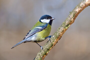 Parus major aka great tit is sitting on tree branch. Common bird in Czech republic nature. Isolated on clear blurred background.