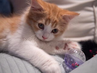 Little ginger white kitten playing with transparent ball
