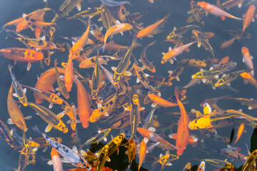 so many koi in fish pond