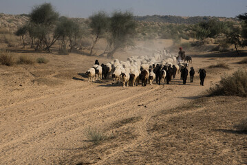 herd of wildebeest