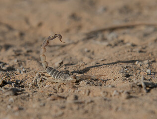 skeleton in the sand
