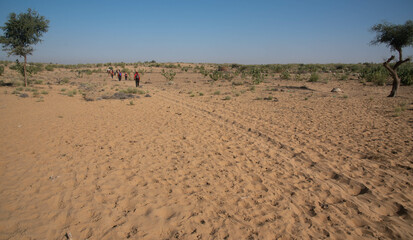 sand dunes and trees