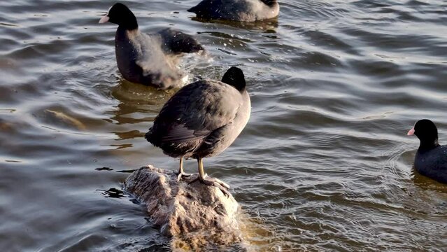 
grebe perched on the rock on the lake shore and waterfowl swimming in the lake