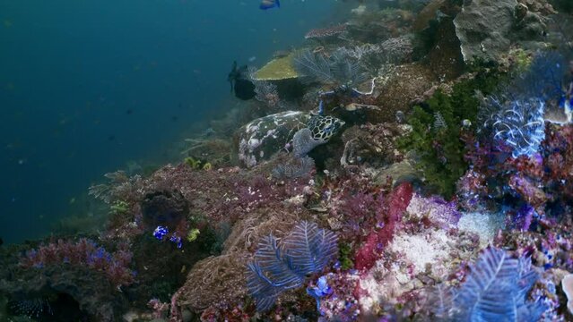 Green SeaTurtle eating Coral in the Komodo Archipelago in Indonesia