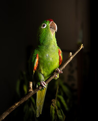 green parrot on a branch