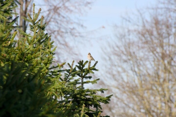 female Eurasian chaffinch perched on a conifer tree, photographed in its natural outdoor environment