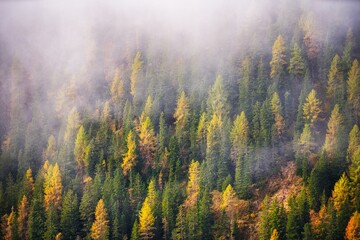 Dolomites Mountains forest in autumn season. Italy