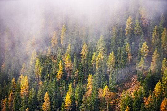 Dolomites Mountains forest in autumn season. Italy © frimufilms