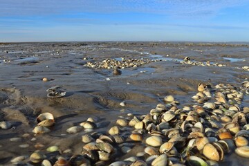 Sandklaffmuschel (Mya arenaria) und Herzmuscheln im ostfriesischen Watt.