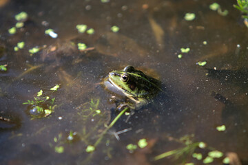 Frosch an einem Teich in einem Wald im Sommer