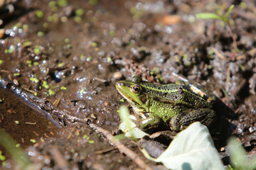 Frosch an einem Teich in einem Wald im Sommer