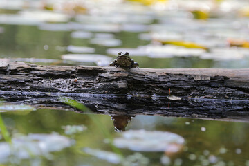 Frosch an einem Teich in einem Wald im Sommer