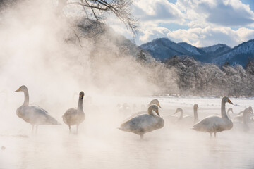 Swans in frosty fog