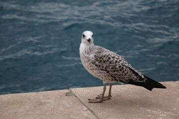 Seagull standing on the rock by the sea. Selective focus.