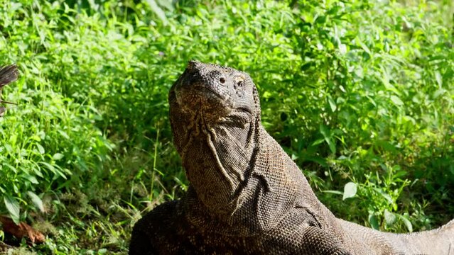 Komodo dragon, bigest lezard on the earth, 90kg they are impressive in the Komodo Archipelago in Indonesia