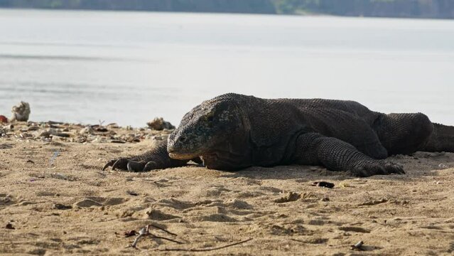 Komodo dragon, bigest lezard on the earth, 90kg they are impressive in the Komodo Archipelago in Indonesia